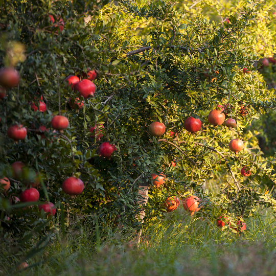 Pomegranate Oil