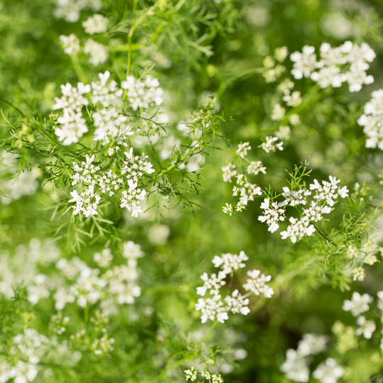 Coriander Oil